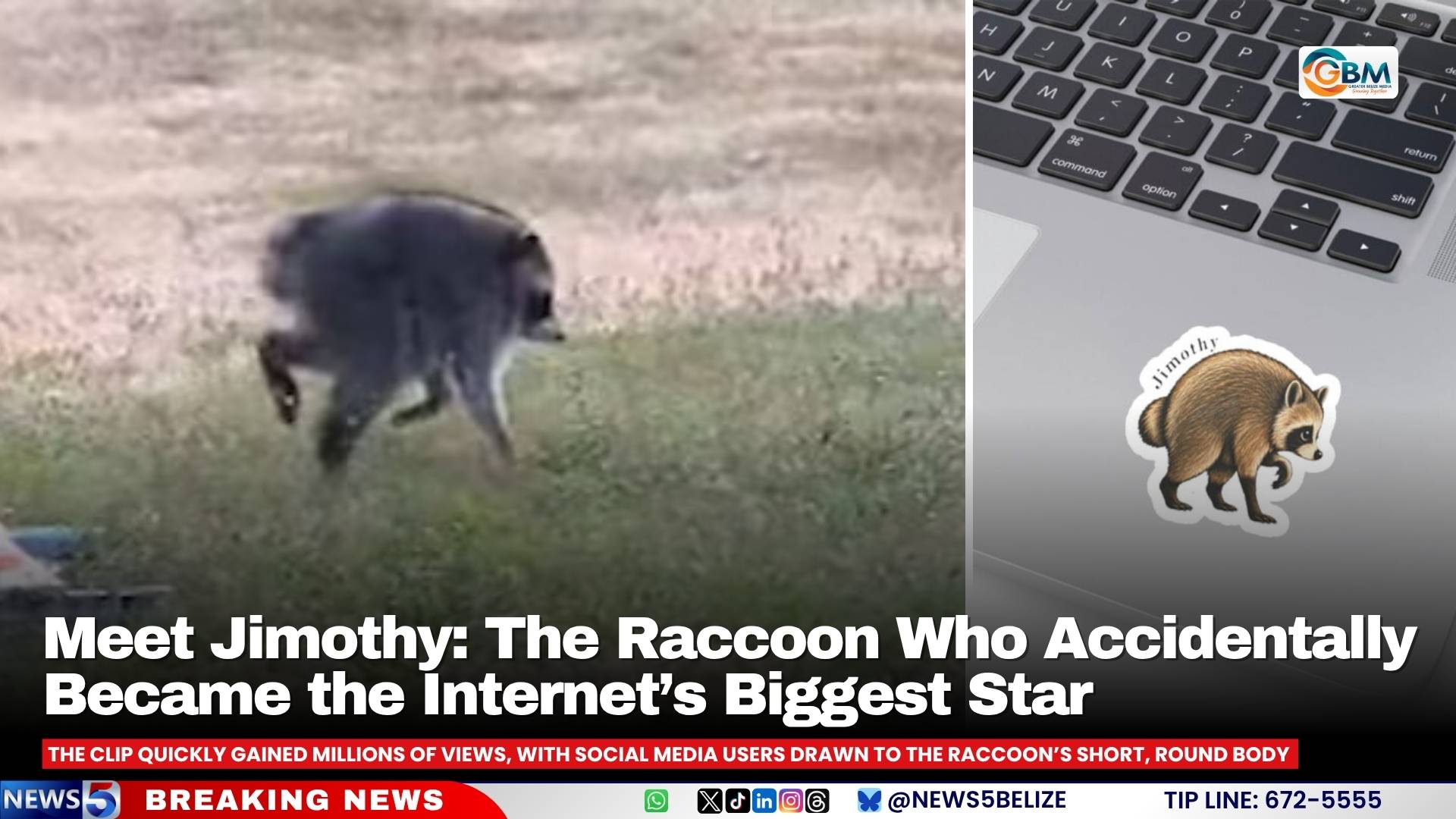 Meet Jimothy: The Raccoon Who Accidentally Became the Internet’s Biggest Star