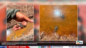 Dozens of Baby Sea Turtles Found Dead on Belize Beach