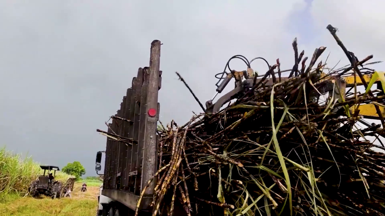 Early Close to Sugar Season Highlights Industry Challenges  