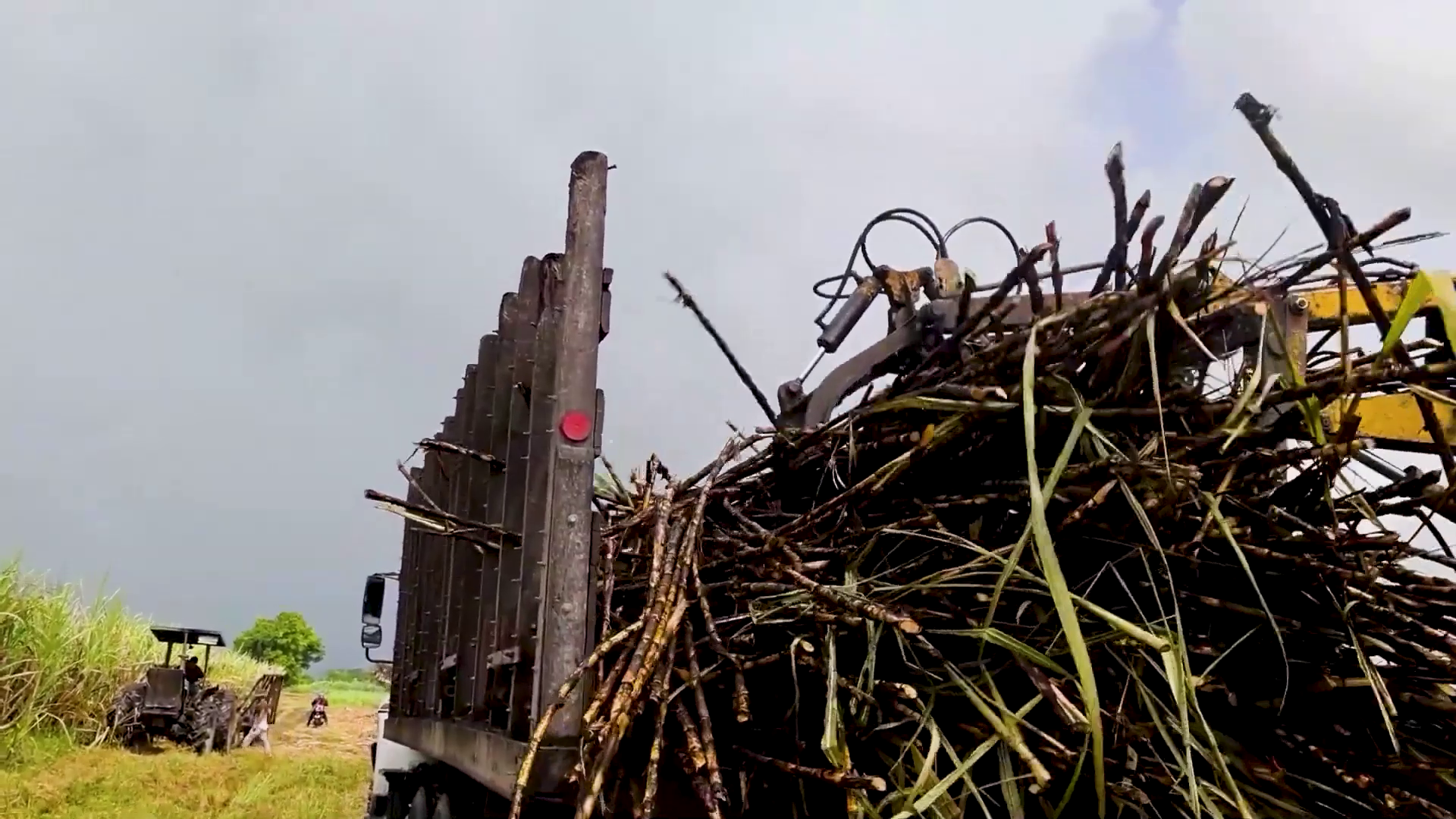 Early Close to Sugar Season Highlights Industry Challenges  
