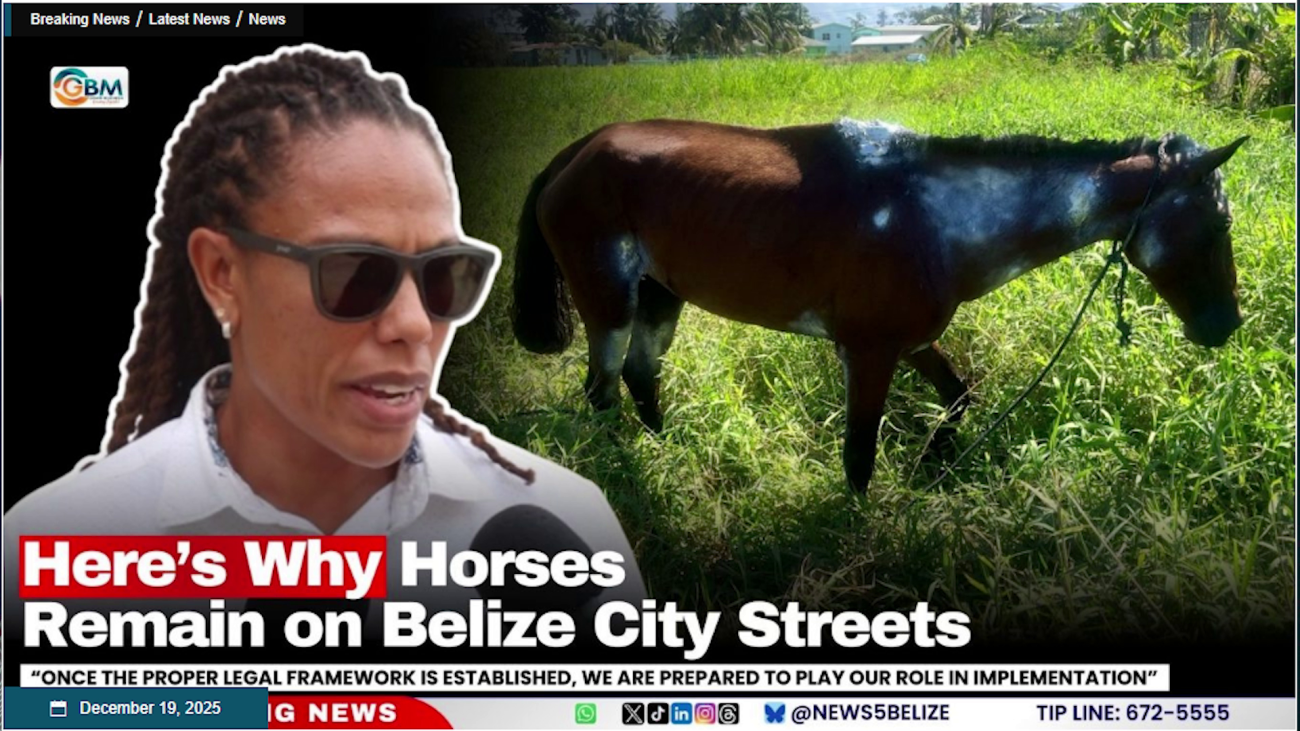 Calls Grow for National Action on Horse Abuse in Belize City