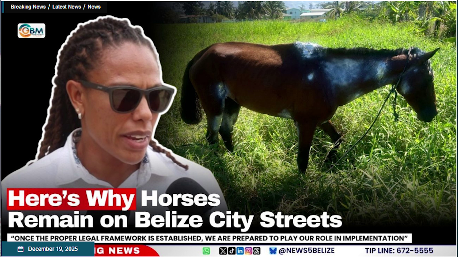 Calls Grow for National Action on Horse Abuse in Belize City