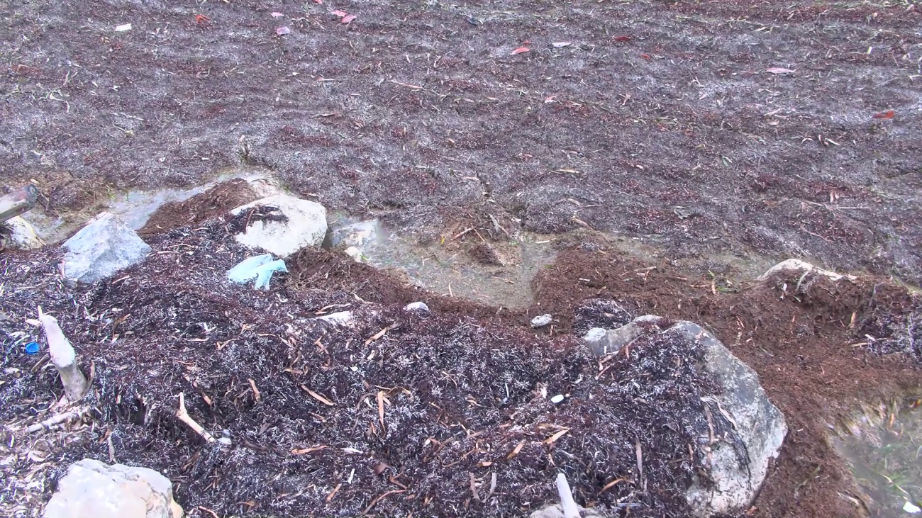 Belize City Council Plans Quick Response to Sargassum Crisis