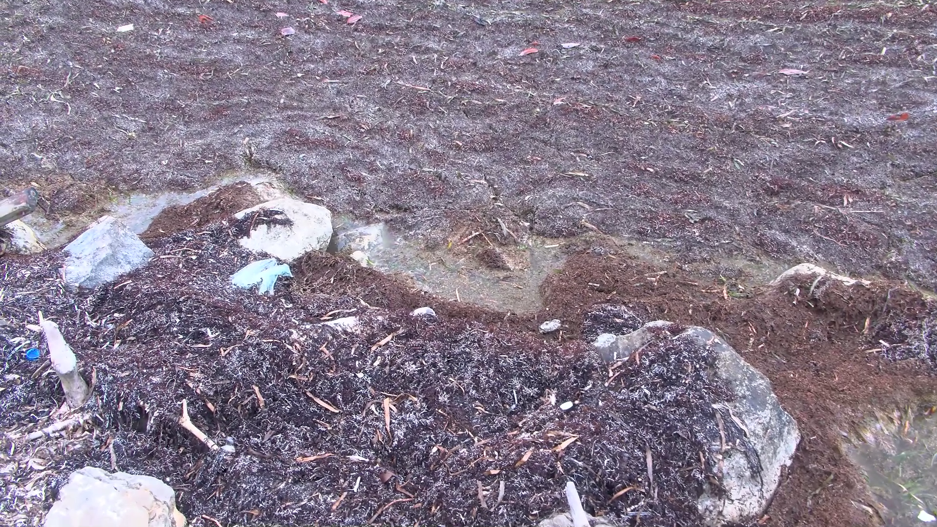 Belize City Council Plans Quick Response to Sargassum Crisis