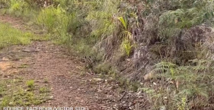 Jaguar Cub Video Renews Calls to Respect Protected Wildlife