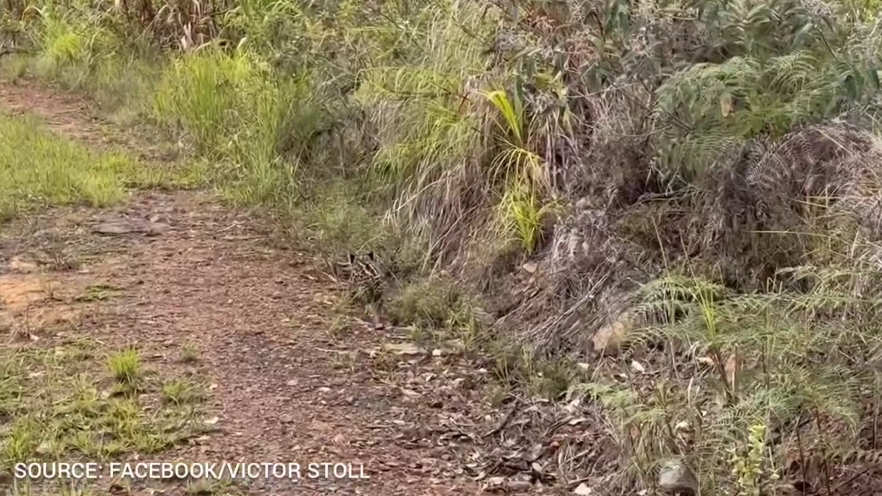 Jaguar Cub Video Renews Calls to Respect Protected Wildlife