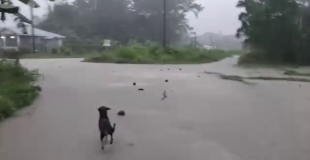 NEMO Assists Families Impacted by Historic Belmopan Flooding