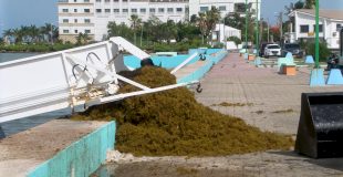 Belize City Council Tackles Sargassum at Sand Lighter’s Promenade
