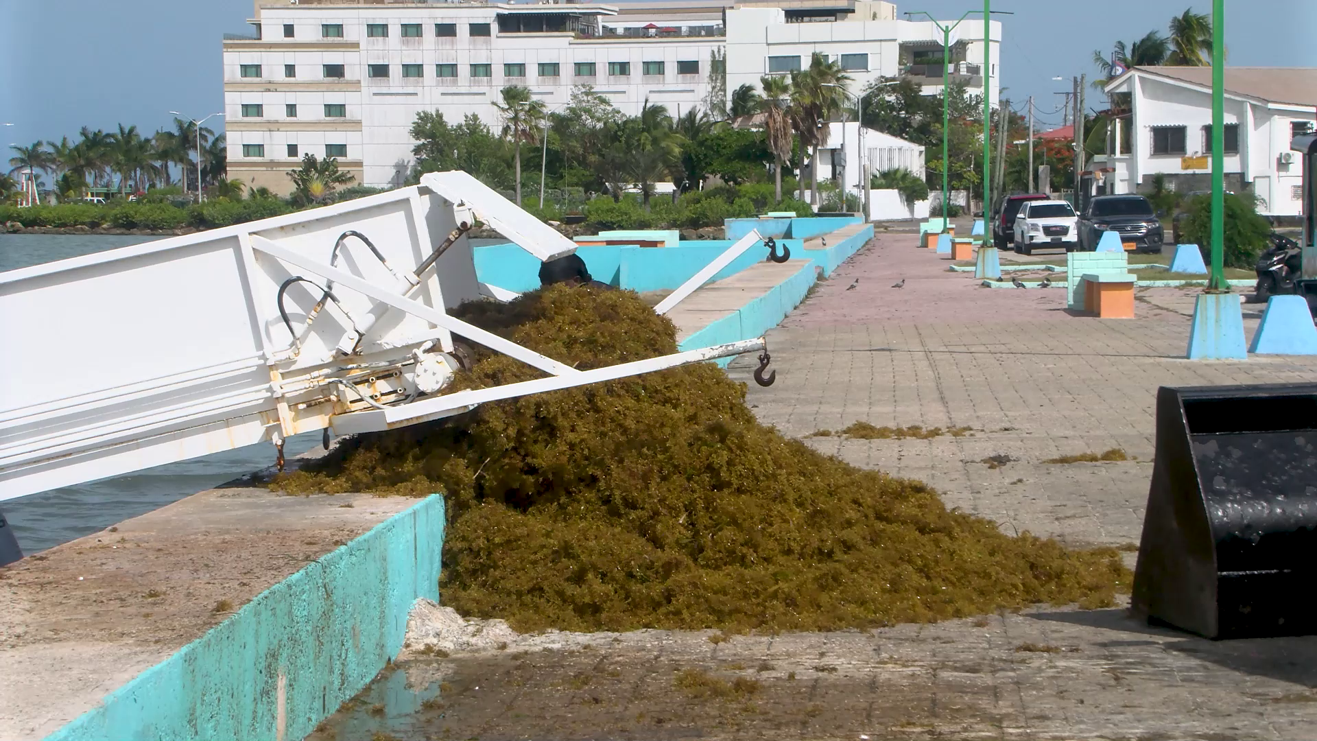 Belize City Council Tackles Sargassum at Sand Lighter’s Promenade