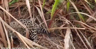 Witness Details Moments Behind Controversial Jaguar Cub Incident