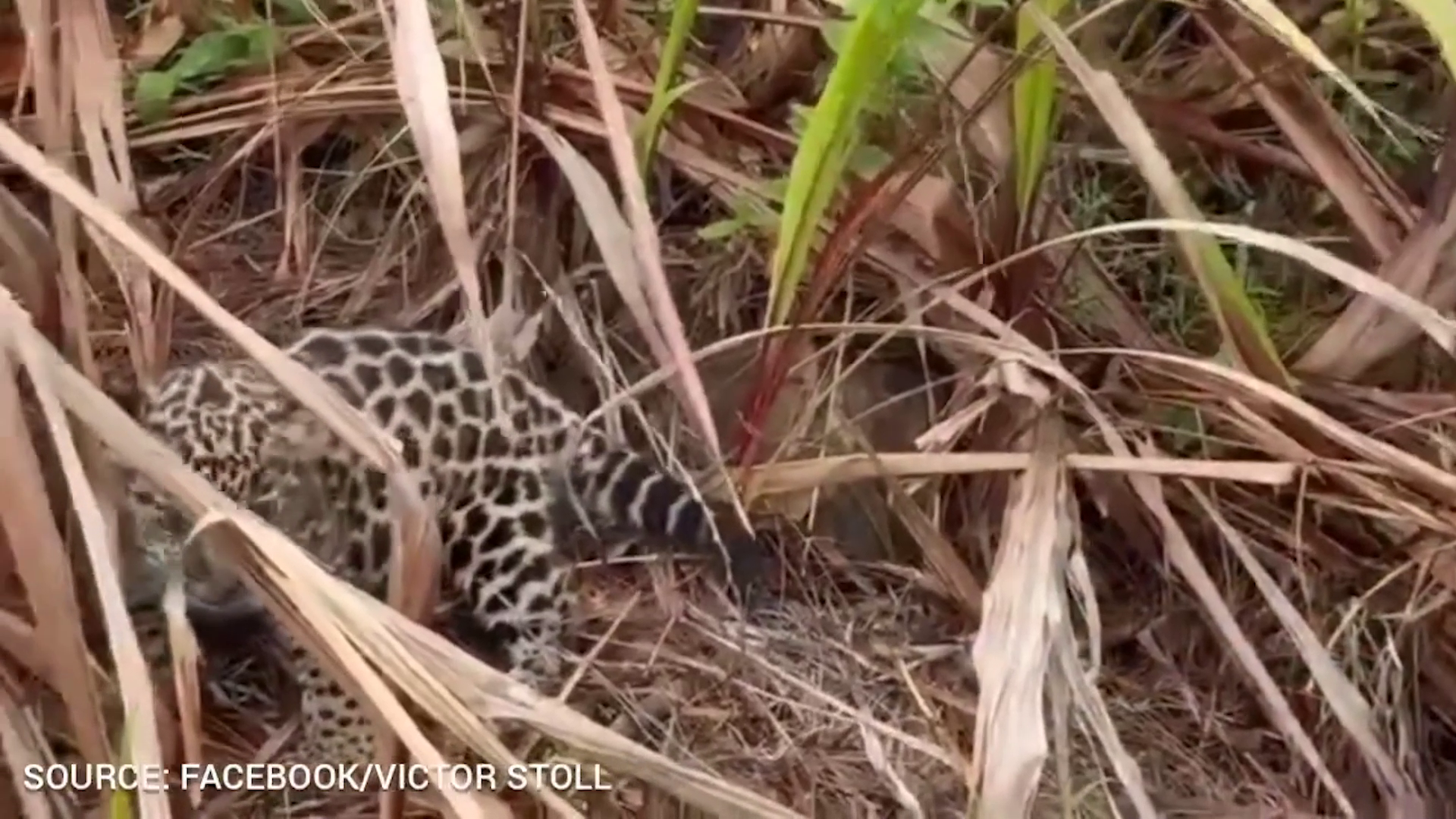 Witness Details Moments Behind Controversial Jaguar Cub Incident