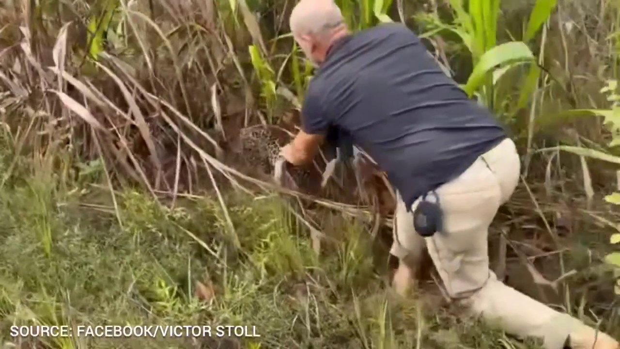 Men Face Charges After Touching Wild Jaguar Cub in Mountain Pine Ridge
