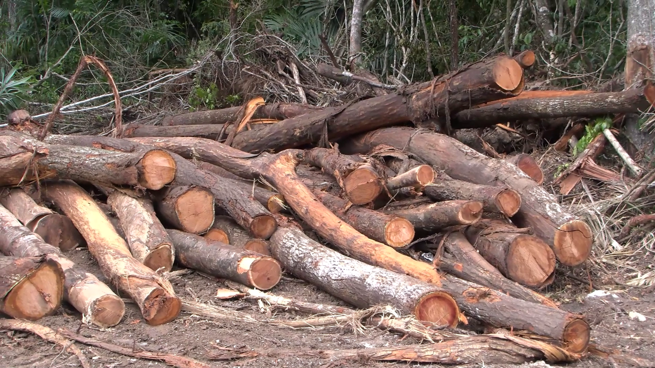 Portable Sawmill, Heavy Equipment Seized in Forest Reserve Operation
