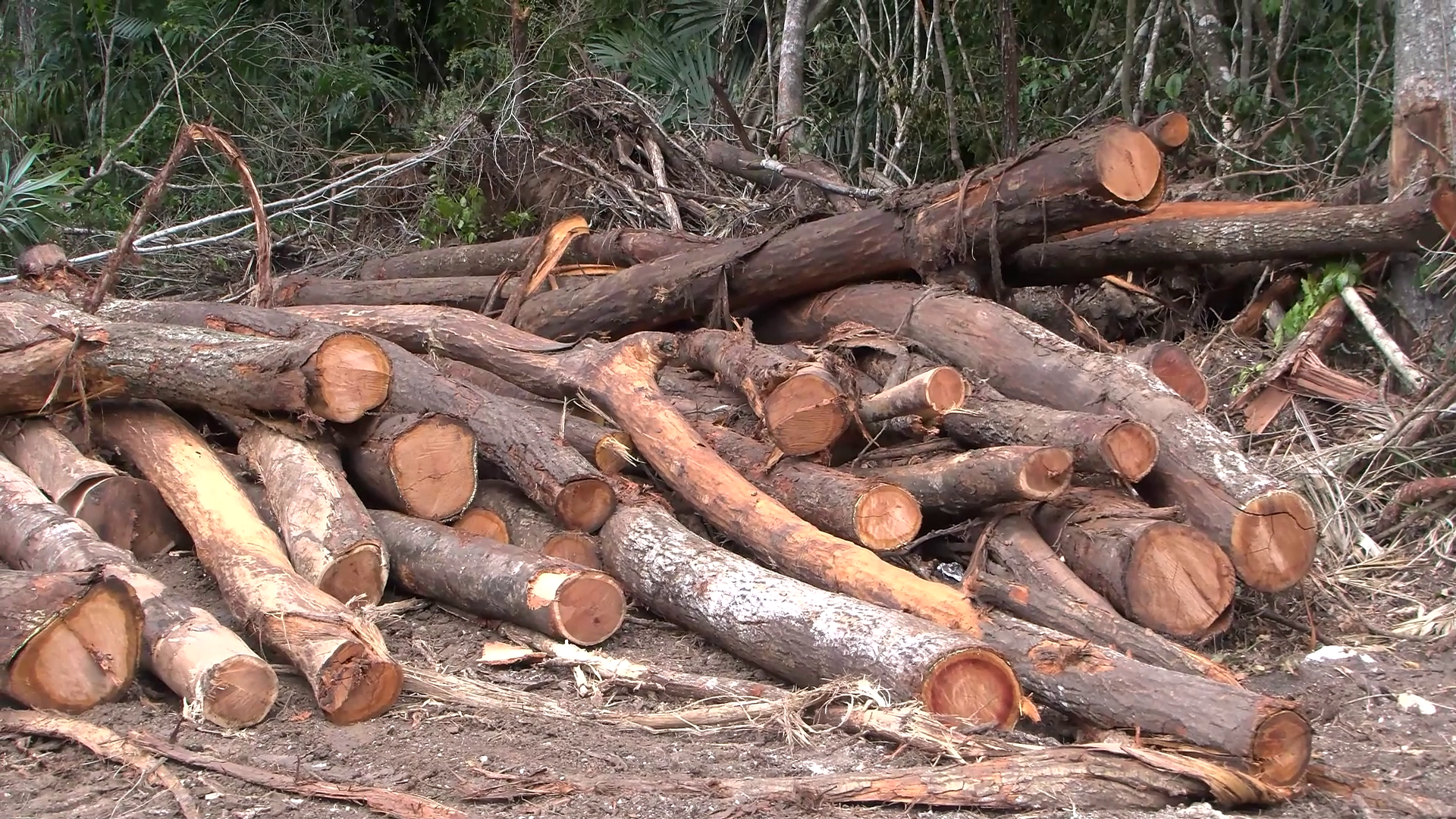 Portable Sawmill, Heavy Equipment Seized in Forest Reserve Operation