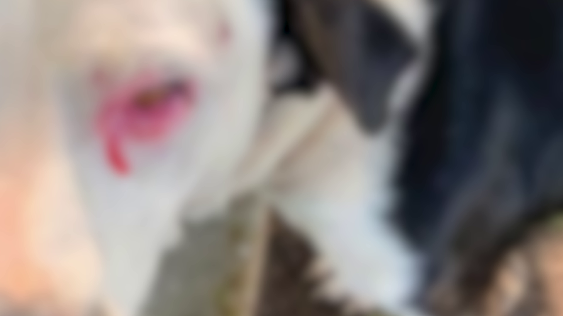 Police Probe Disturbing Dog Abuse Case in Cotton Tree Village