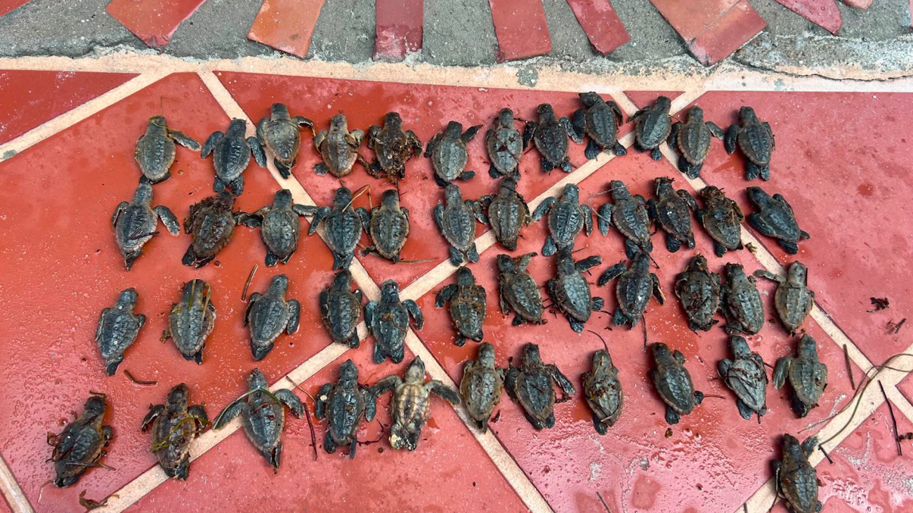 Sargassum Kills Dozens of Loggerhead Hatchlings