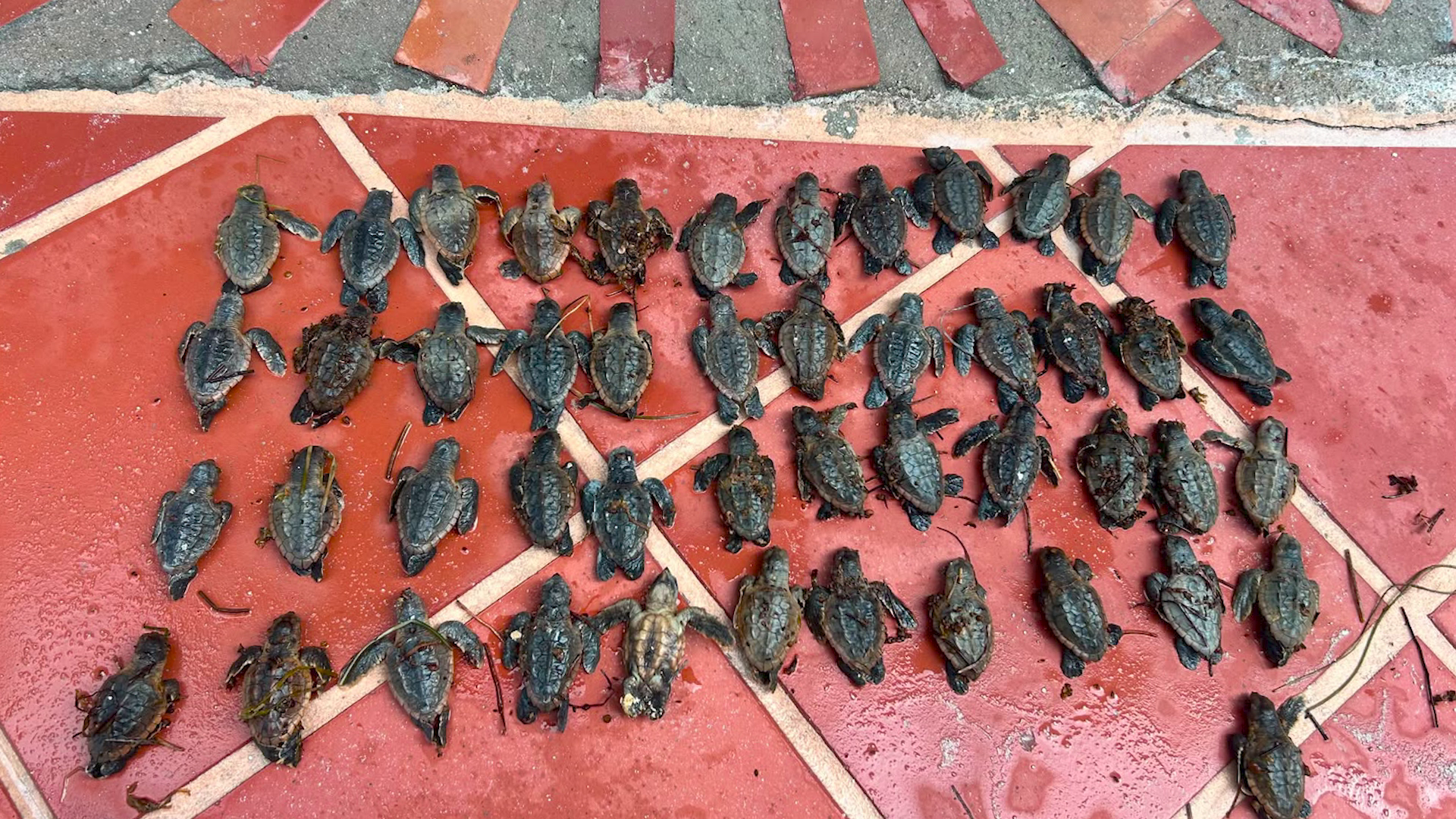 Sargassum Kills Dozens of Loggerhead Hatchlings