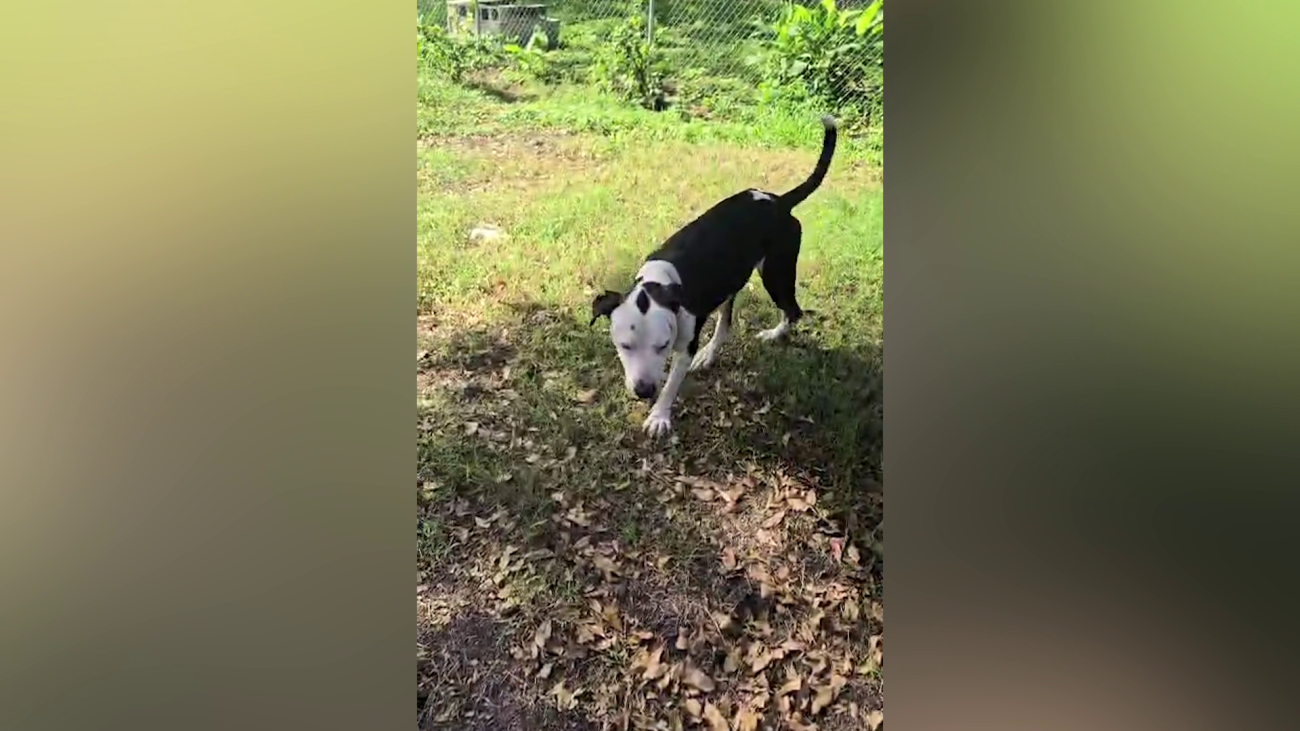 A Second Chance for Buddy After Viral Abuse Video