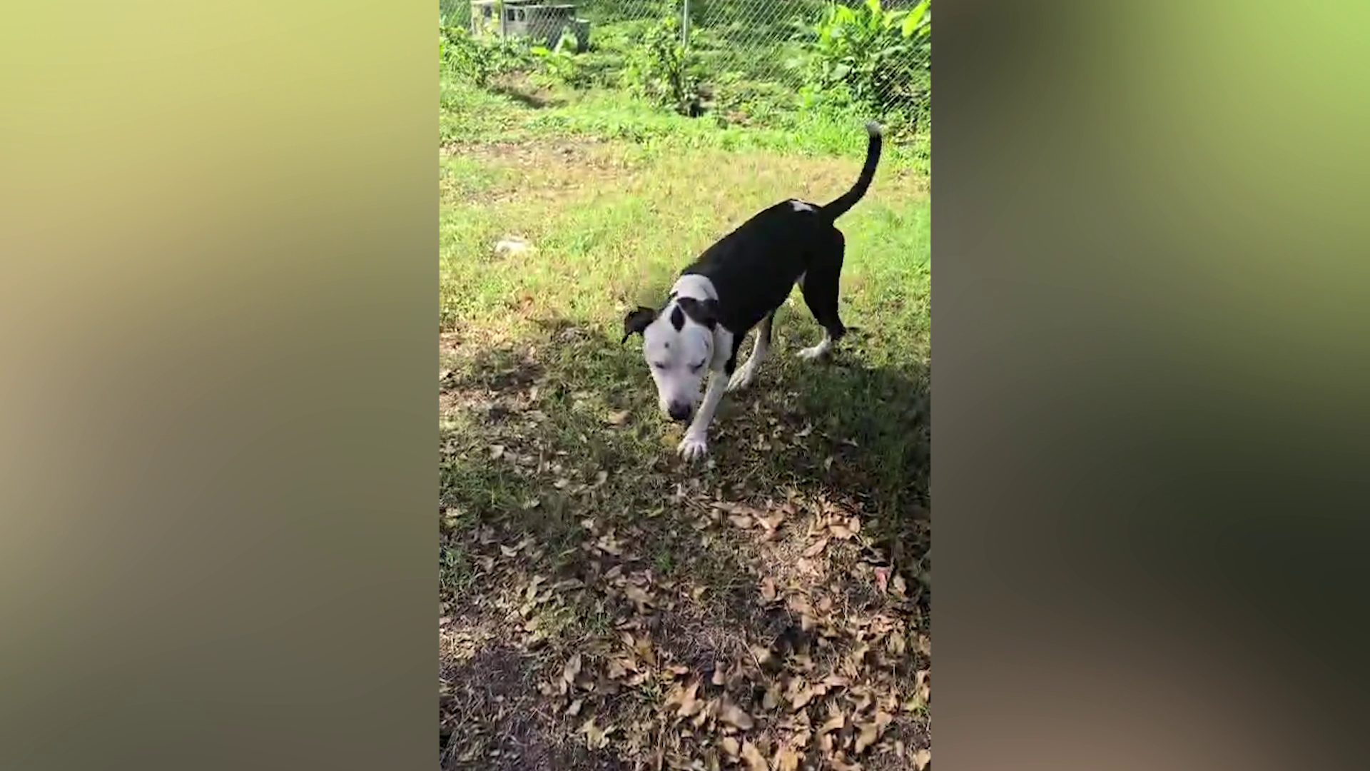 A Second Chance for Buddy After Viral Abuse Video