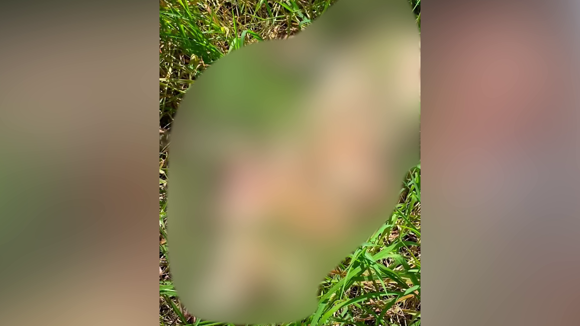 Mystery Pet Deaths Alarm El Progresso Residents
