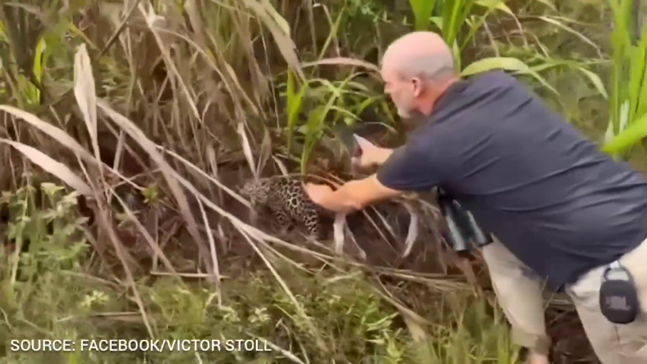Jaguar Cub Controversy Ends in Fine