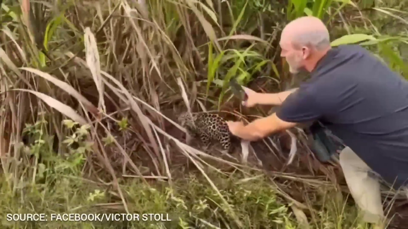 Stoll Fined for Handling Jaguar Cub as Authorities Pursue Brother