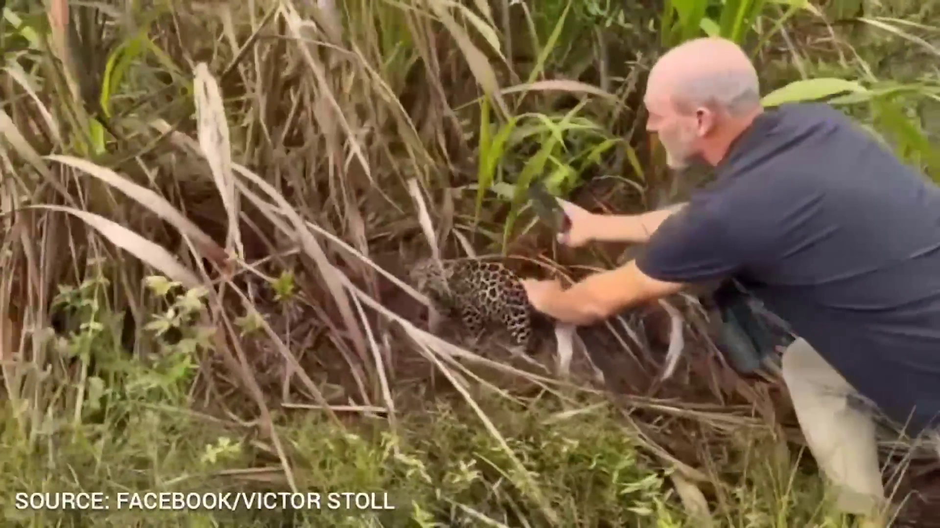 Stoll Fined for Handling Jaguar Cub as Authorities Pursue Brother