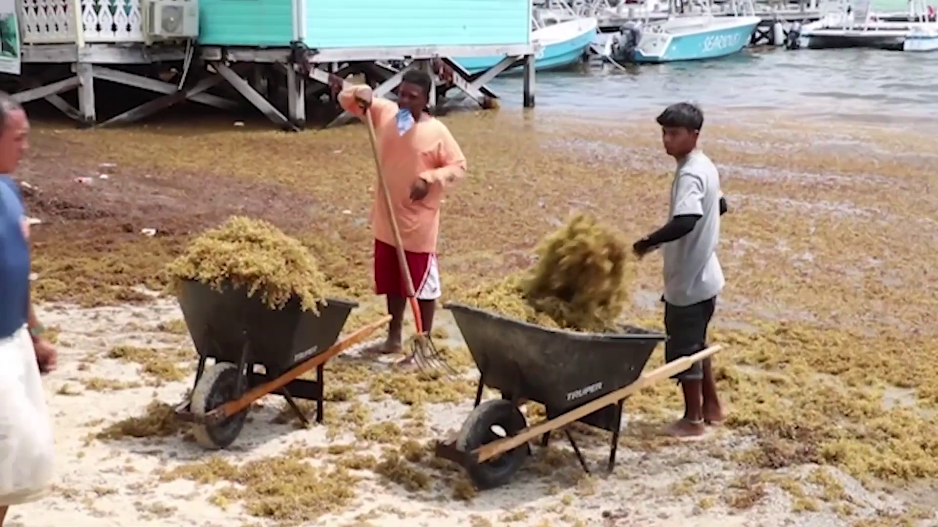SP Town Council Reallocates Over $2 Million to Tackle Sargassum