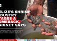 Belize's Shrimp Industry Stages a Comeback, Cabinet Says