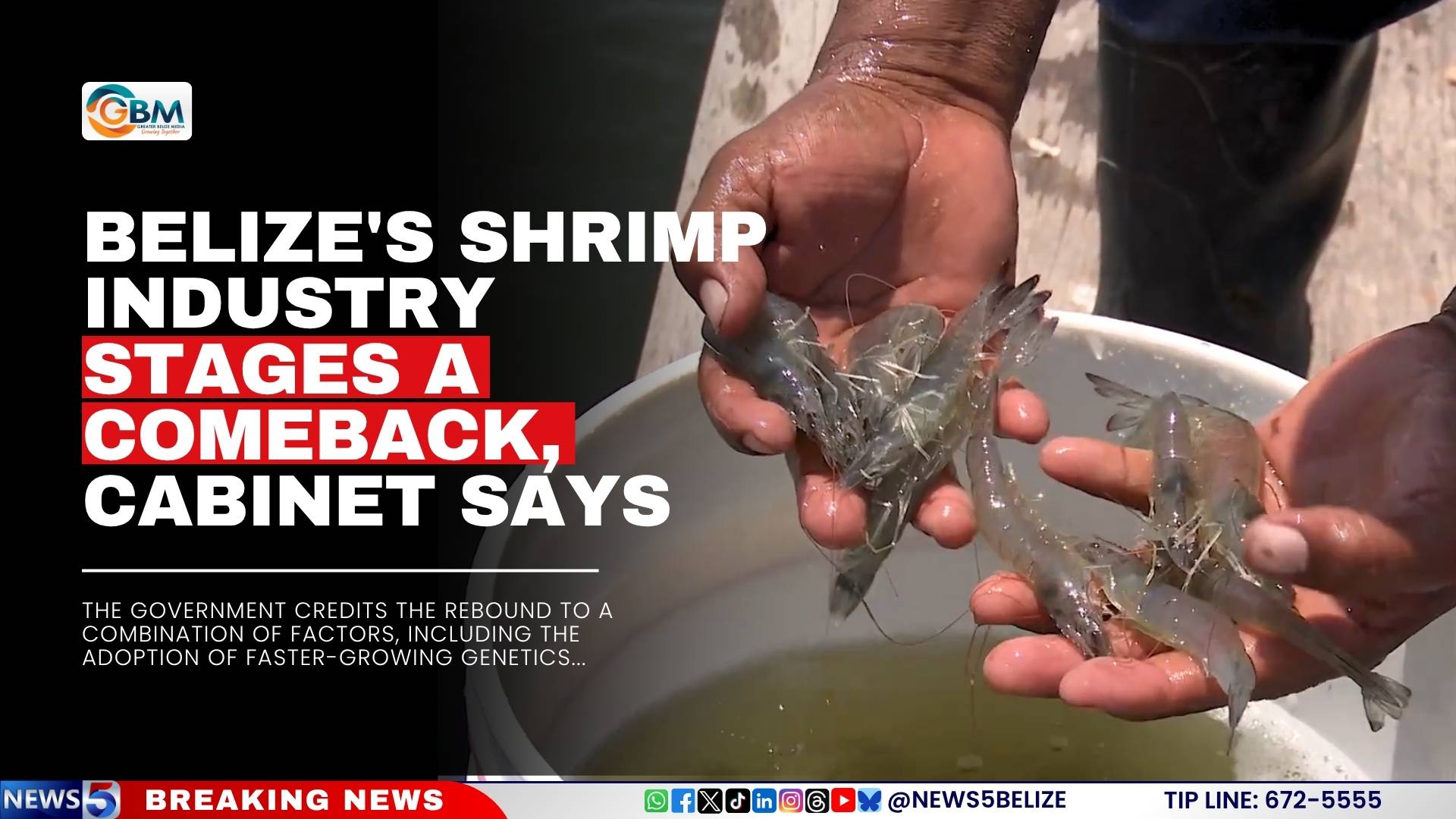 Belize's Shrimp Industry Stages a Comeback, Cabinet Says
