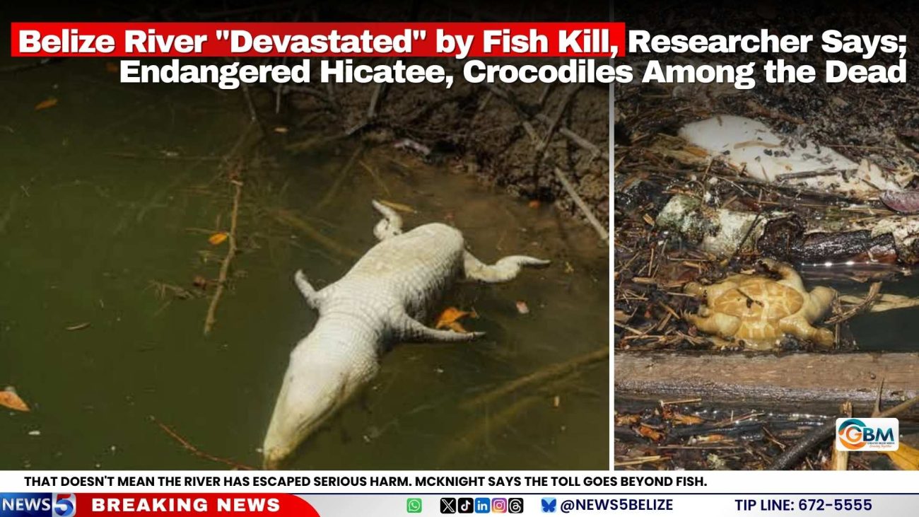 Belize River "Devastated" by Fish Kill, Researcher Says; Endangered Hicatee and Crocodiles Among the Dead