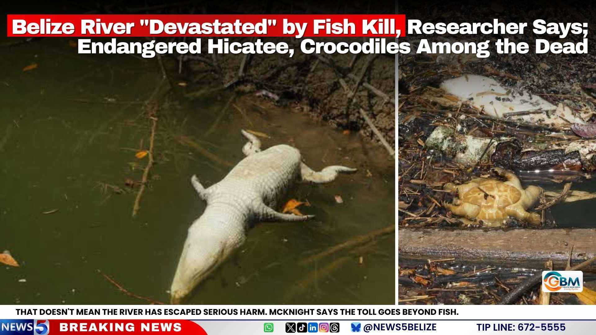 Belize River "Devastated" by Fish Kill, Researcher Says; Endangered Hicatee and Crocodiles Among the Dead