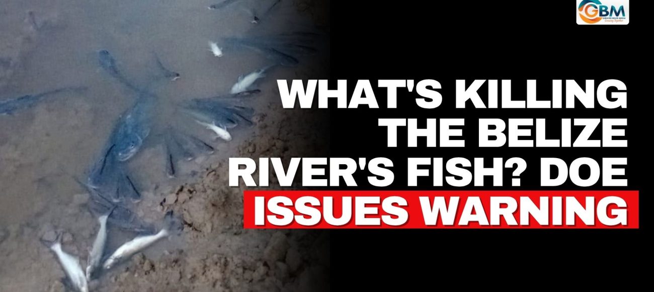 What's Killing the Belize River's Fish? DOE Issues Warning