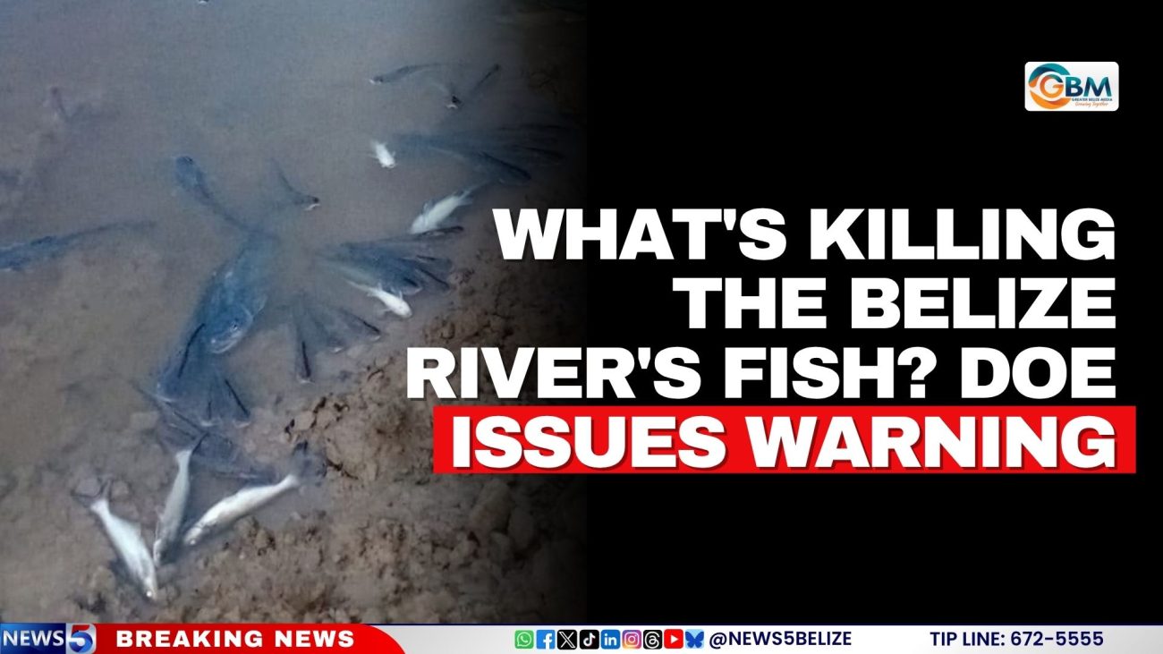 What's Killing the Belize River's Fish? DOE Issues Warning