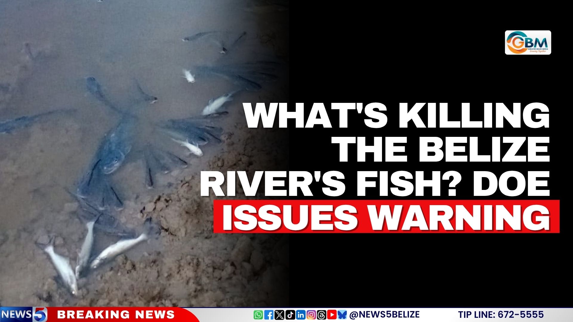 What's Killing the Belize River's Fish? DOE Issues Warning