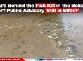 What’s Behind the Fish Kill in the Belize River? Public Advisory ‘Still in Effect’