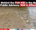 What’s Behind the Fish Kill in the Belize River? Public Advisory ‘Still in Effect’