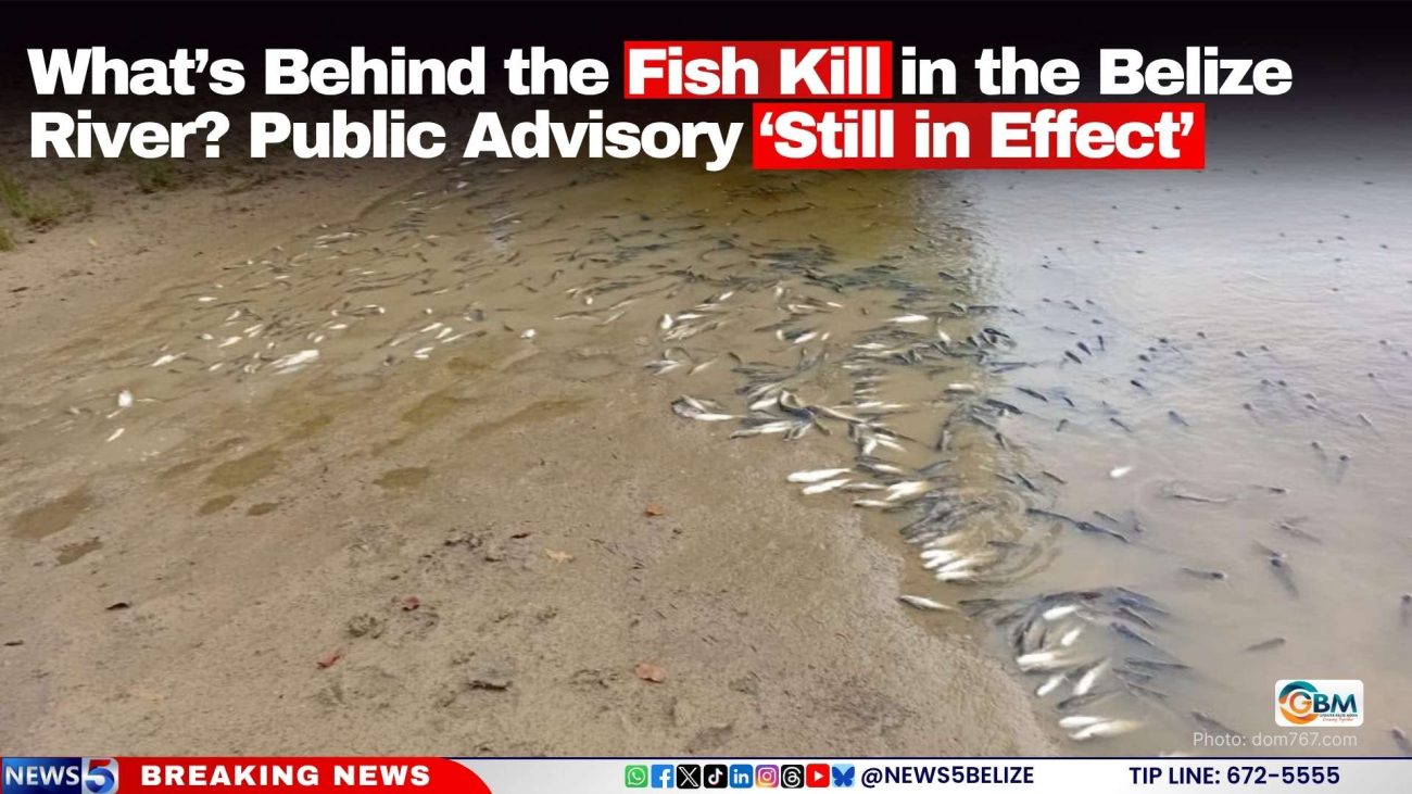What’s Behind the Fish Kill in the Belize River? Public Advisory ‘Still in Effect’