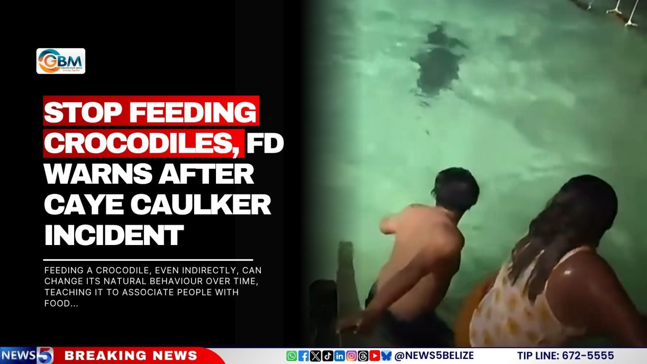 Stop Feeding Crocodiles, FD Warns After Caye Caulker Incident.