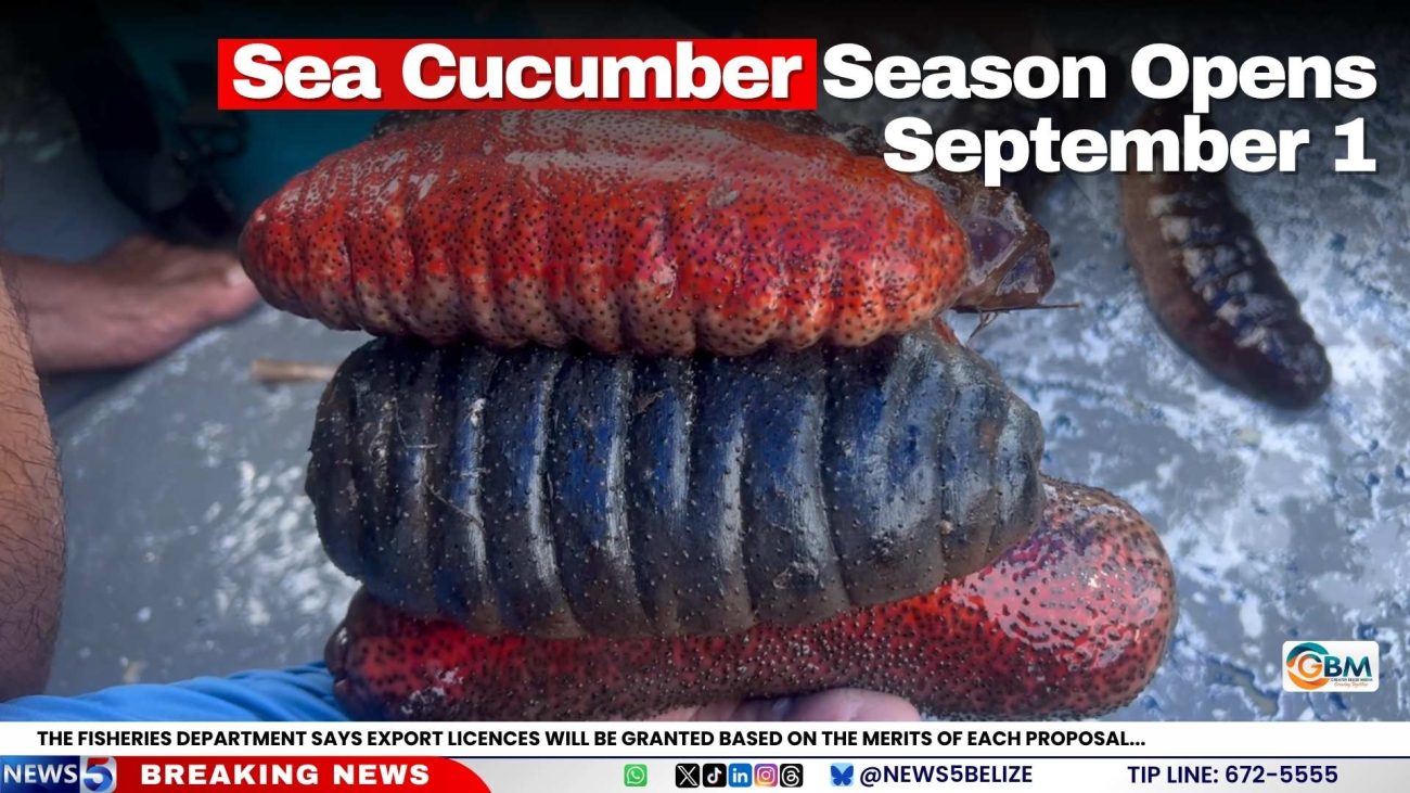 Sea Cucumber Season Opens September 1