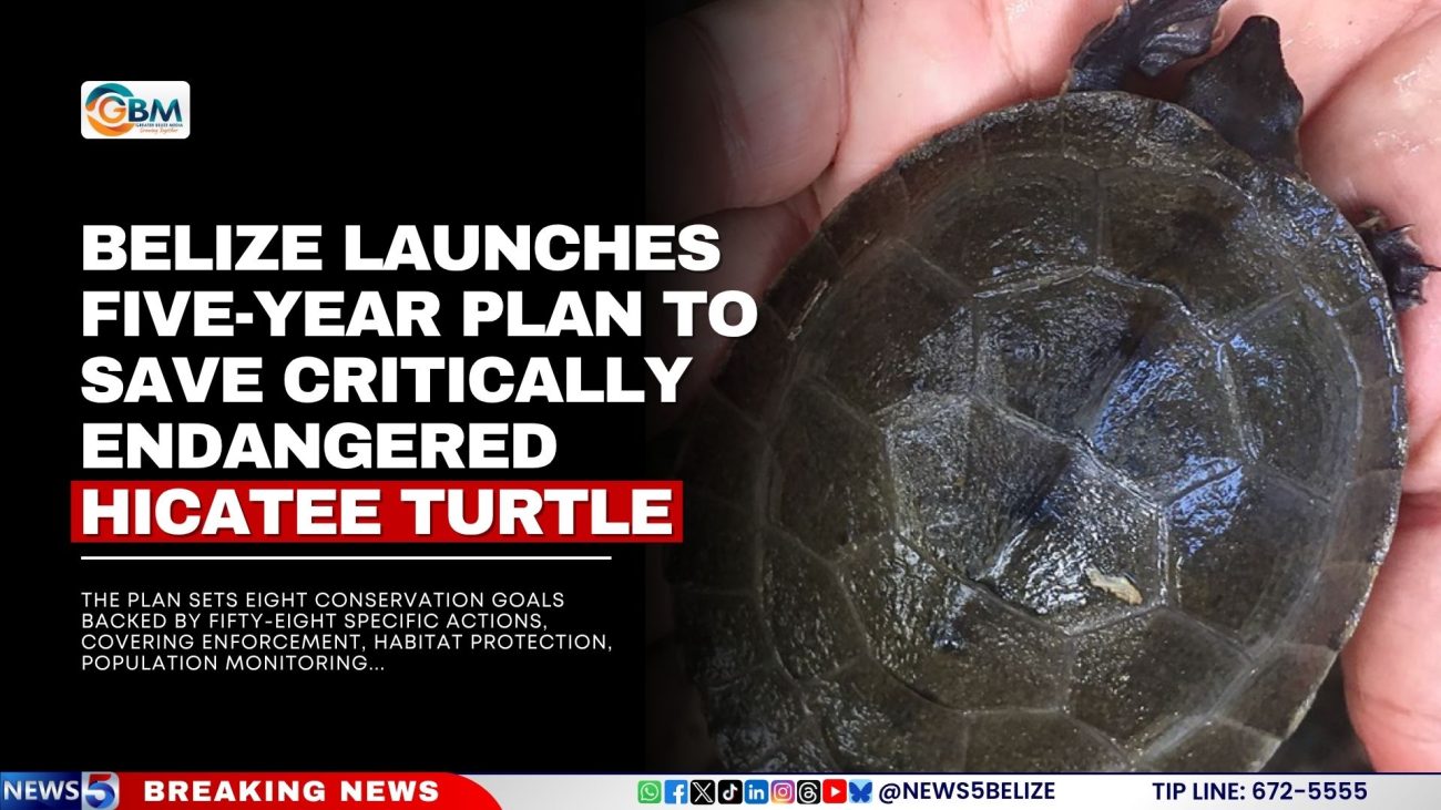 Belize Launches Five-Year Plan to Save Critically Endangered Hicatee Turtle