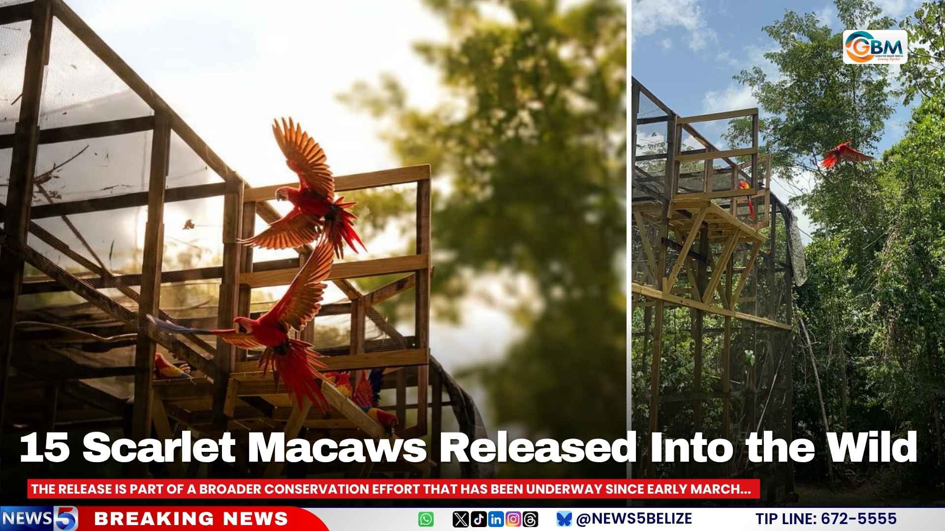 15 Scarlet Macaws Released Into the Wild