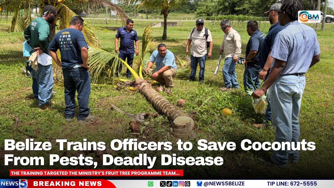 Belize Trains Officers to Save Coconuts From Pests, Deadly Disease
