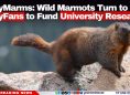 OnlyMarms: Wild Marmots Turn to OnlyFans to Fund University Research