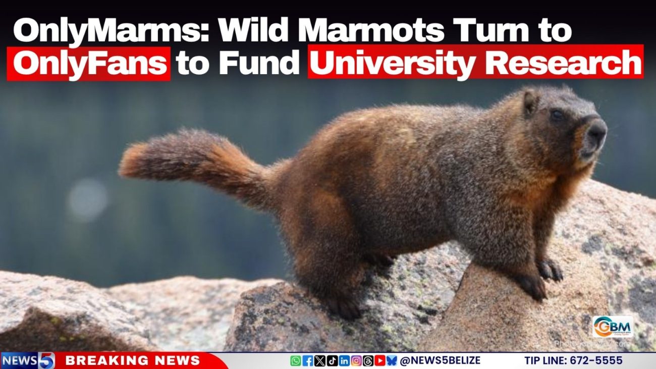 OnlyMarms: Wild Marmots Turn to OnlyFans to Fund University Research