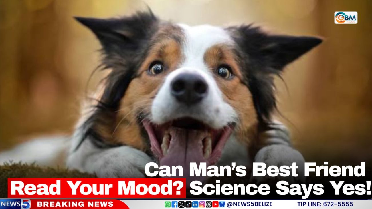 Can Man’s Best Friend Read Your Mood? Science Says Yes!
