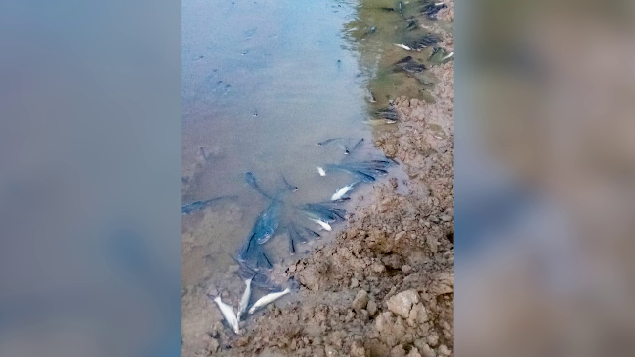 Dozens of Fish Mysteriously Die in Flowers Bank