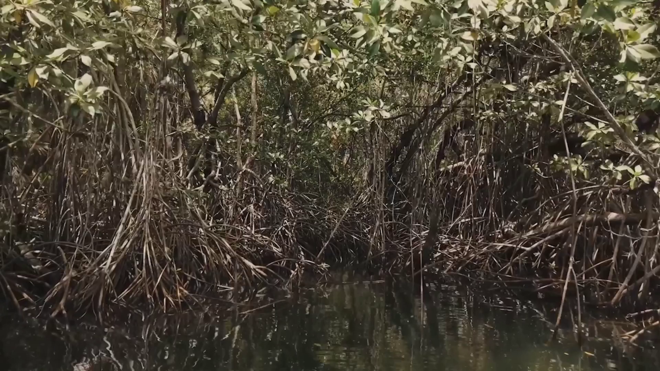 Teachers Trade Classrooms for Coastline in Mangrove Training