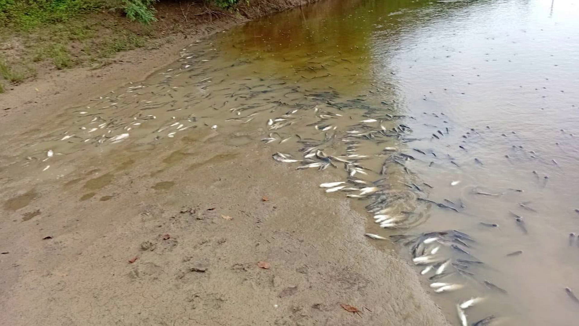 River Valley Residents Demand Answers on Sudden Fish Kill