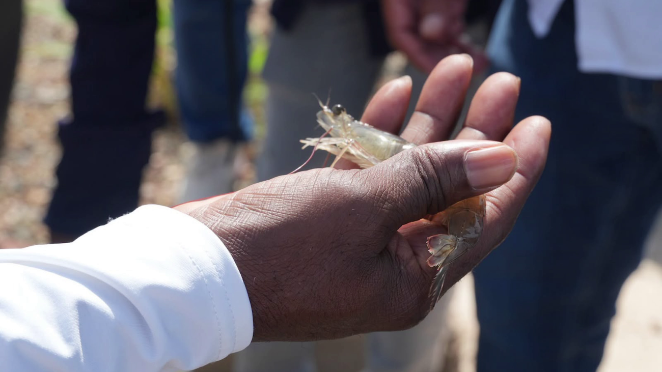 Belize’s Shrimp Production Triples as Industry Rebounds